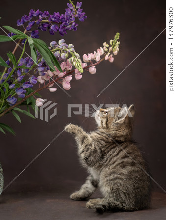 Cute gray kitten looking at lupine flowers. Studio photography Cute gray kitten looking at lupine flowers. Studio photography 137976300