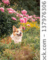 A beautiful purebred corgi dog. Around a blooming garden, peonies and grass 137976306