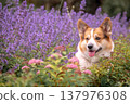 Beautiful corgi dog among flowers. Portrait 137976308