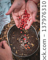 Field forge, the process of making tea on a campfire. Women's hands add red berries to the drink. 137976310
