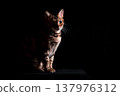 Bengal cat on a black background. A low key, the outline of an animal. 137976312