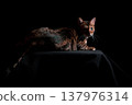 Bengal cat on a black background. A low key, the outline of an animal. 137976314
