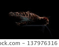 Bengal cat on a black background. A low key, the outline of an animal. 137976316