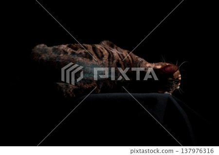 Bengal cat on a black background. A low key, the outline of an animal. Bengal cat on a black background. A low key, the outline of an animal. 137976316