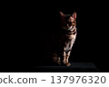 Bengal cat on a black background. A low key, the outline of an animal. 137976320