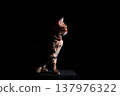 Bengal cat on a black background. A low key, the outline of an animal. 137976322