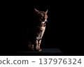 Bengal cat on a black background. A low key, the outline of an animal. 137976324