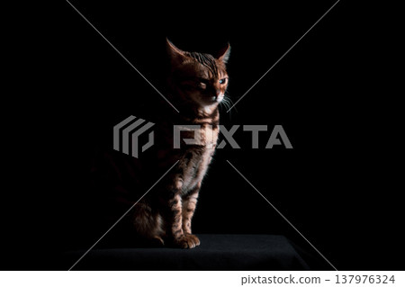 Bengal cat on a black background. A low key, the outline of an animal. Bengal cat on a black background. A low key, the outline of an animal. 137976324