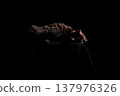 Bengal cat on a black background. A low key, the outline of an animal. 137976326