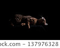 Bengal cat on a black background. A low key, the outline of an animal. 137976328