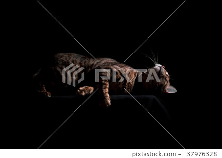 Bengal cat on a black background. A low key, the outline of an animal. Bengal cat on a black background. A low key, the outline of an animal. 137976328