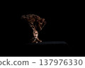 Bengal cat on a black background. A low key, the outline of an animal. 137976330