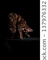 Bengal cat on a black background. A low key, the outline of an animal. 137976332