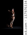 Bengal cat on a black background. A low key, the outline of an animal. 137976334