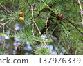 Larch Branches with Green and Brown Cones on Natural Background 137976339