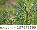 Young Larch Branch with Fresh Green Needles and Buds Close Up 137976599