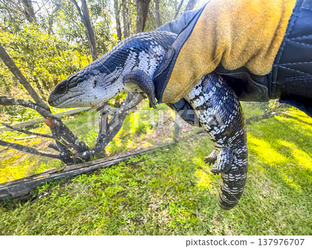 Photograph of an Australian Blue Tongue lizard 137976707
