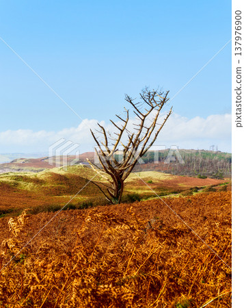 Rolling hills provide a backdrop to the unique tree. A peaceful scene capturing natures raw beauty. 137976900