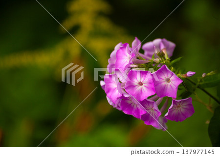 Bright magenta phlox flowers in bloom with rich saturated color and soft light, growing in garden with green blurred background, ornamental flowering plant, summer floral texture, botanical scene Bright magenta phlox flowers in bloom with rich saturated color and soft light, growing in garden with green blurred background, ornamental flowering plant, summer floral texture, botanical scene 137977145
