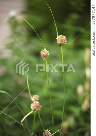 Flowering chive buds on long green stems in garden with soft blurred background. Close view of allium plant. Concept of herb growth, natural minimal composition and botanical structure. Flowering chive buds on long green stems in garden with soft blurred background. Close view of allium plant. Concept of herb growth, natural minimal composition and botanical structure. 137977147