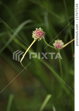 Two flowering chive stems with round buds growing in garden. Close view of herb plant with green background. Concept of edible plants, natural growth, gardening and botanical structure. Two flowering chive stems with round buds growing in garden. Close view of herb plant with green background. Concept of edible plants, natural growth, gardening and botanical structure. 137977148