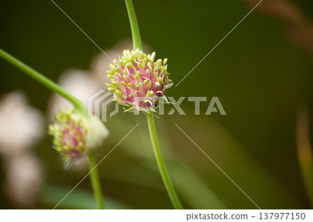 Flowering chive with round pink bud on long green stem. Close macro view of allium flower head in natural garden setting. Concept of herb plant growth, edible greens and botanical detail. Flowering chive with round pink bud on long green stem. Close macro view of allium flower head in natural garden setting. Concept of herb plant growth, edible greens and botanical detail. 137977150