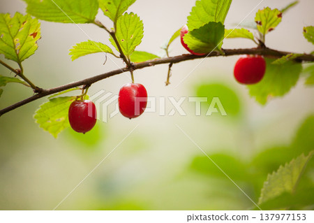 Ripe red Nanking cherry fruits growing on branch with green leaves. Prunus tomentosa, also known as downy cherry, Manchu cherry, Chinese bush cherry and Korean cherry, in garden setting. Ripe red Nanking cherry fruits growing on branch with green leaves. Prunus tomentosa, also known as downy cherry, Manchu cherry, Chinese bush cherry and Korean cherry, in garden setting. 137977153