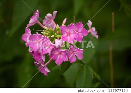 Light pink phlox flowers with soft petals blooming in garden. Close view of delicate floral cluster with green leaves. Natural summer scene with ornamental flowering plant and gentle color palette. Light pink phlox flowers with soft petals blooming in garden. Close view of delicate floral cluster with green leaves. Natural summer scene with ornamental flowering plant and gentle color palette. 137977154