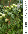 Branch of tomato plant with clusters of small green tomatoes growing in a vegetable garden. Fresh fruits forming on a cultivated plant supported by a wooden stake in natural farming conditions. Branch of tomato plant with clusters of small green tomatoes growing in a vegetable garden. Fresh fruits forming on a cultivated plant supported by a wooden stake in natural farming conditions. 137977166