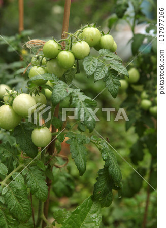 Branch of tomato plant with clusters of small green tomatoes growing in a vegetable garden. Fresh fruits forming on a cultivated plant supported by a wooden stake in natural farming conditions. Branch of tomato plant with clusters of small green tomatoes growing in a vegetable garden. Fresh fruits forming on a cultivated plant supported by a wooden stake in natural farming conditions. 137977166