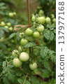 Unripe tomatoes growing in dense clusters on a healthy tomato plant supported by a stake. Green fruits and textured leaves in a cultivated vegetable garden showing natural plant development. Unripe tomatoes growing in dense clusters on a healthy tomato plant supported by a stake. Green fruits and textured leaves in a cultivated vegetable garden showing natural plant development. 137977168