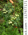 Green cherry tomatoes developing on a tomato vine in a garden bed. Small fruits growing in clusters surrounded by textured leaves. Natural vegetable cultivation during the growing season. Green cherry tomatoes developing on a tomato vine in a garden bed. Small fruits growing in clusters surrounded by textured leaves. Natural vegetable cultivation during the growing season. 137977171