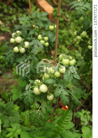 Green cherry tomatoes developing on a tomato vine in a garden bed. Small fruits growing in clusters surrounded by textured leaves. Natural vegetable cultivation during the growing season. Green cherry tomatoes developing on a tomato vine in a garden bed. Small fruits growing in clusters surrounded by textured leaves. Natural vegetable cultivation during the growing season. 137977171