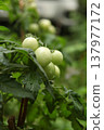 Clusters of unripe green tomatoes growing on a garden plant tied to a wooden stake. Fresh fruits with water drops on the skin among dense foliage. Cultivation of tomato plants in a vegetable garden. Clusters of unripe green tomatoes growing on a garden plant tied to a wooden stake. Fresh fruits with water drops on the skin among dense foliage. Cultivation of tomato plants in a vegetable garden. 137977172