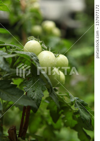 Clusters of unripe green tomatoes growing on a garden plant tied to a wooden stake. Fresh fruits with water drops on the skin among dense foliage. Cultivation of tomato plants in a vegetable garden. 137977172