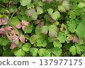 Aquilegia leaves forming dense ground cover in garden. Green and reddish foliage of columbine plant creating natural botanical background texture with raindrops and seasonal color variation. Aquilegia leaves forming dense ground cover in garden. Green and reddish foliage of columbine plant creating natural botanical background texture with raindrops and seasonal color variation. 137977175