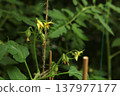 Tomato plant with yellow blossoms and young fruits growing on vine in vegetable garden. Solanum lycopersicum flowering stage with green leaves and stems during summer cultivation. Tomato plant with yellow blossoms and young fruits growing on vine in vegetable garden. Solanum lycopersicum flowering stage with green leaves and stems during summer cultivation. 137977177