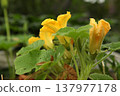 Bright yellow pumpkin flowers blooming on cucurbita plant in vegetable garden. Large blossoms and green leaves spreading across soil during summer flowering stage of squash cultivation. Bright yellow pumpkin flowers blooming on cucurbita plant in vegetable garden. Large blossoms and green leaves spreading across soil during summer flowering stage of squash cultivation. 137977178