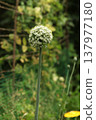 Blooming onion plant with spherical white inflorescence in vegetable garden. Allium flower head on tall stem forming decorative globe of small blossoms during summer flowering stage. Blooming onion plant with spherical white inflorescence in vegetable garden. Allium flower head on tall stem forming decorative globe of small blossoms during summer flowering stage. 137977180