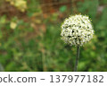 White spherical flower head of onion plant blooming in garden. Allium inflorescence composed of many small blossoms forming round cluster on tall green stem during summer flowering season. White spherical flower head of onion plant blooming in garden. Allium inflorescence composed of many small blossoms forming round cluster on tall green stem during summer flowering season. 137977182