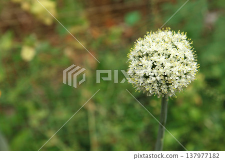 White spherical flower head of onion plant blooming in garden. Allium inflorescence composed of many small blossoms forming round cluster on tall green stem during summer flowering season. White spherical flower head of onion plant blooming in garden. Allium inflorescence composed of many small blossoms forming round cluster on tall green stem during summer flowering season. 137977182