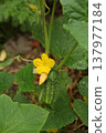 Cucumber fruit hanging on vine with yellow flower in vegetable garden. Cucumis sativus plant showing early fruit growth on climbing stem during summer season in organic home garden cultivation. Cucumber fruit hanging on vine with yellow flower in vegetable garden. Cucumis sativus plant showing early fruit growth on climbing stem during summer season in organic home garden cultivation. 137977184
