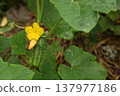 Young cucumber fruit growing on vine with yellow flower and leaves in vegetable garden. Cucumis sativus plant showing early stage of fruit development during summer cultivation in organic backyard Young cucumber fruit growing on vine with yellow flower and leaves in vegetable garden. Cucumis sativus plant showing early stage of fruit development during summer cultivation in organic backyard 137977186
