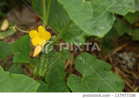 Young cucumber fruit growing on vine with yellow flower and leaves in vegetable garden. Cucumis sativus plant showing early stage of fruit development during summer cultivation in organic backyard Young cucumber fruit growing on vine with yellow flower and leaves in vegetable garden. Cucumis sativus plant showing early stage of fruit development during summer cultivation in organic backyard 137977186