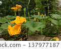 Large pumpkin flowers blooming among green leaves in vegetable garden. Cucurbita plant spreading across garden bed with bright yellow blossoms during summer flowering stage. Large pumpkin flowers blooming among green leaves in vegetable garden. Cucurbita plant spreading across garden bed with bright yellow blossoms during summer flowering stage. 137977187