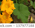 Large pumpkin flower with green leaf in vegetable garden. Cucurbita blossom showing textured petals and foliage during flowering stage of summer vegetable cultivation. Large pumpkin flower with green leaf in vegetable garden. Cucurbita blossom showing textured petals and foliage during flowering stage of summer vegetable cultivation. 137977188