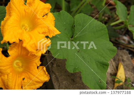 Large pumpkin flower with green leaf in vegetable garden. Cucurbita blossom showing textured petals and foliage during flowering stage of summer vegetable cultivation. Large pumpkin flower with green leaf in vegetable garden. Cucurbita blossom showing textured petals and foliage during flowering stage of summer vegetable cultivation. 137977188