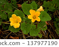 Two bright yellow pumpkin flowers blooming among green leaves in vegetable garden. Cucurbita plant blossoms during summer growing season in organic home garden cultivation. Two bright yellow pumpkin flowers blooming among green leaves in vegetable garden. Cucurbita plant blossoms during summer growing season in organic home garden cultivation. 137977190