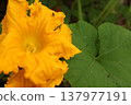 Bright yellow pumpkin flower with small fly on petal in vegetable garden. Cucurbita blossom showing insect activity and pollination process in natural garden ecosystem. Bright yellow pumpkin flower with small fly on petal in vegetable garden. Cucurbita blossom showing insect activity and pollination process in natural garden ecosystem. 137977191