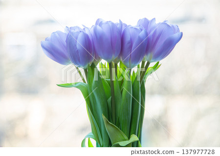 Purple tulips in vase indoor Purple tulips in vase indoor 137977728